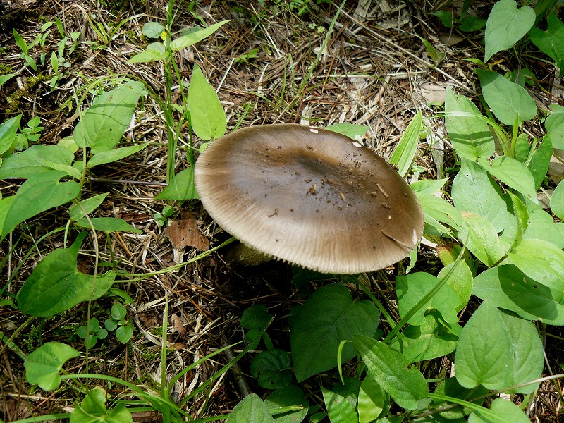 d0019074_1049289.jpg