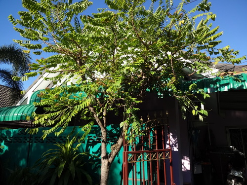a0002177_12535497.jpg