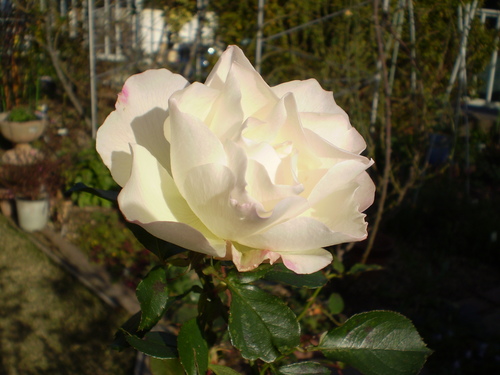 a0135990_22173295.jpg