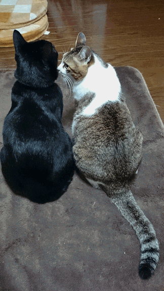 c0136736_20413434.gif