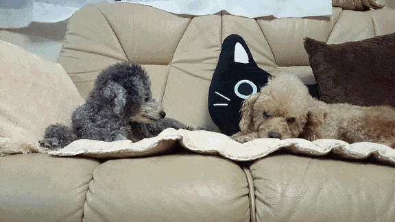 c0136736_20421937.gif