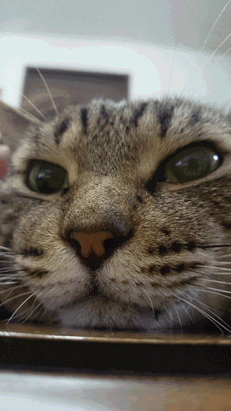 c0136736_20425841.gif