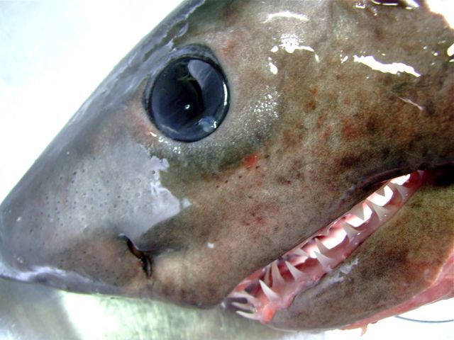e0290546_22264850.jpg
