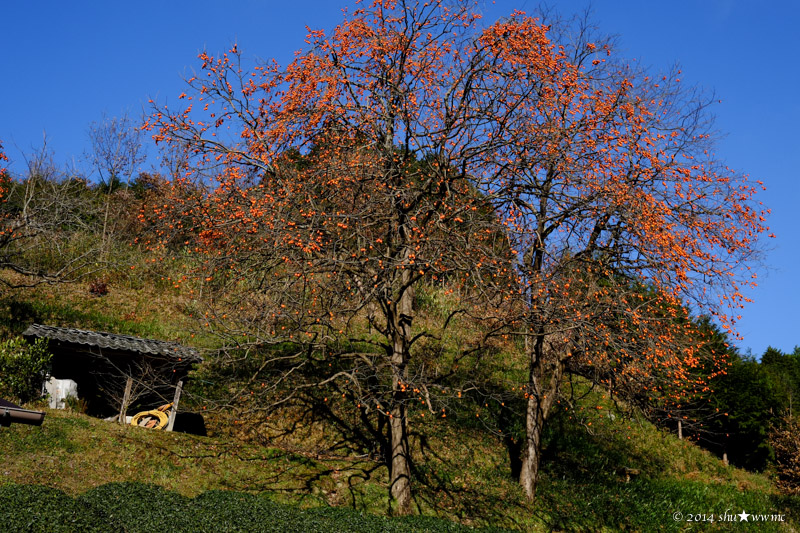 a0142976_222132100.jpg