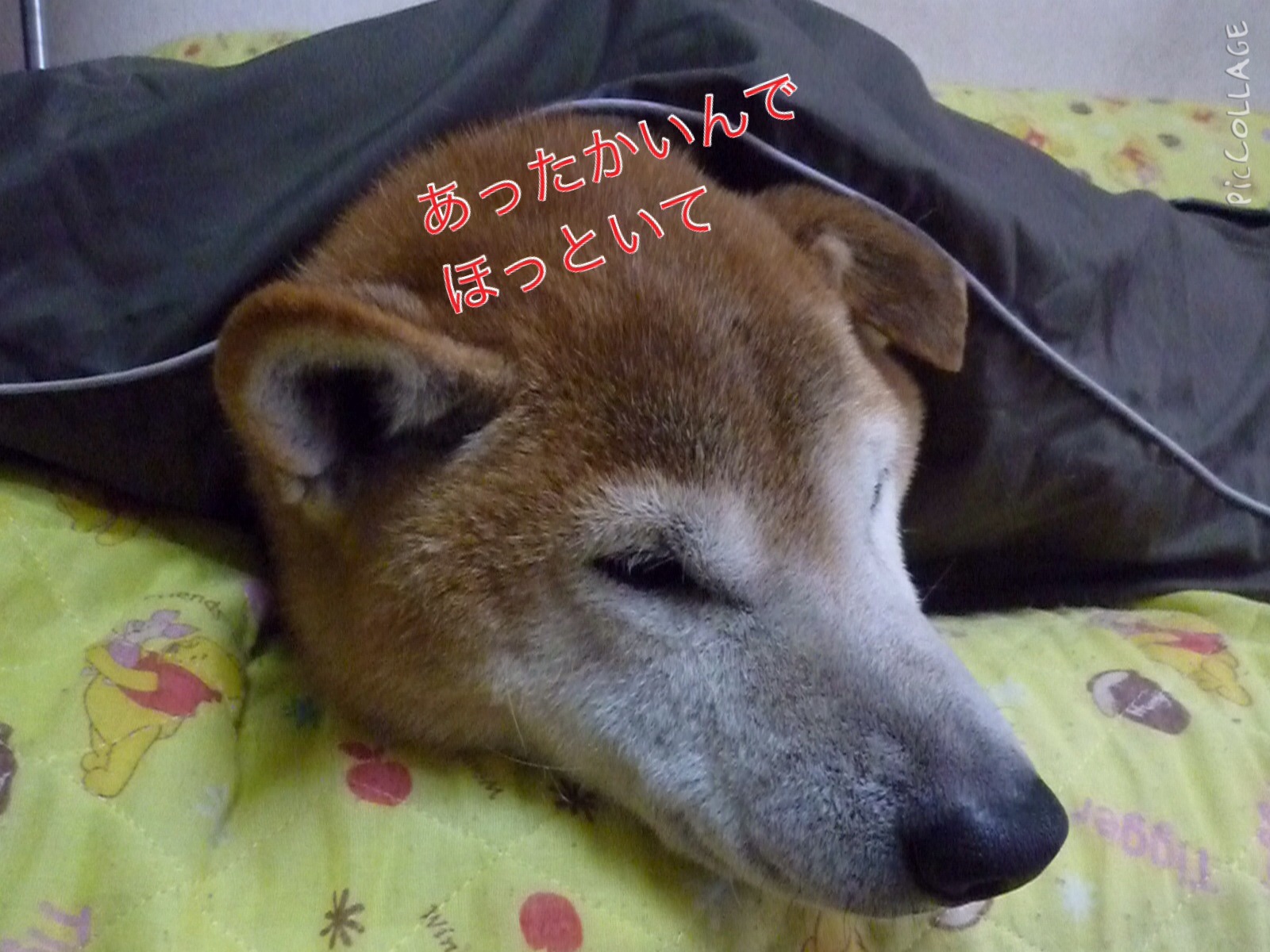 c0123890_2034969.jpg
