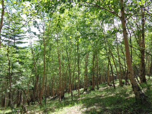 f0060535_2135259.jpg