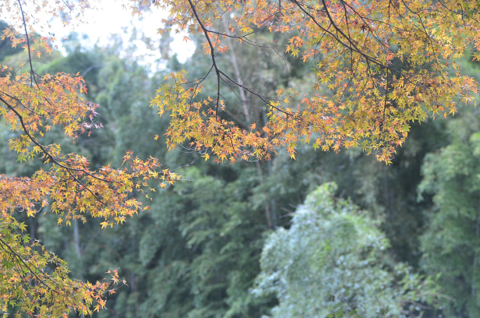 f0008510_1620354.png