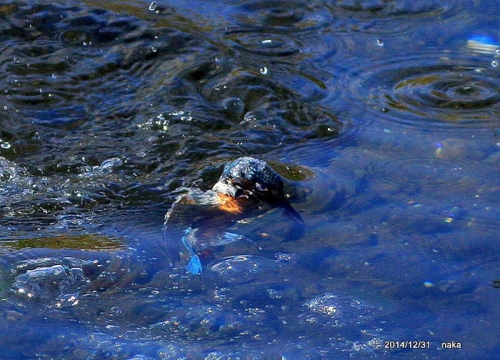 f0281533_16435841.jpg