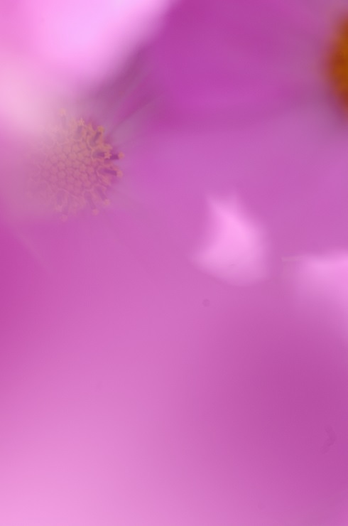 d0165741_1650356.jpg