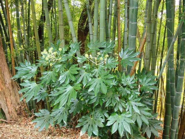 f0100593_13525420.jpg