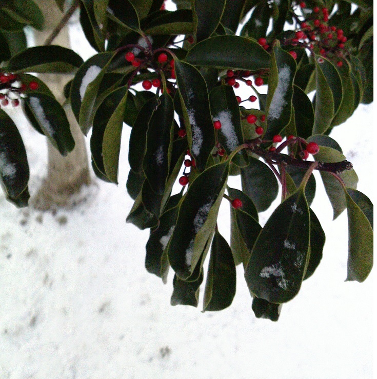 c0097620_12574751.jpg
