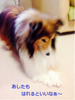 a0157174_2143130.png