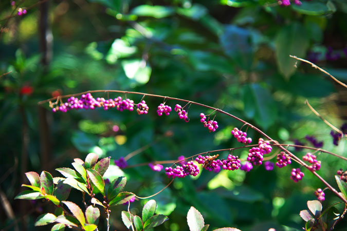 a0263109_10373336.jpg