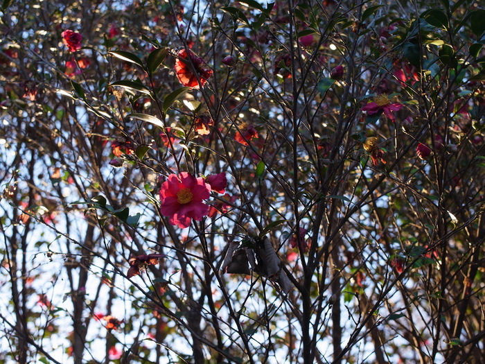 e0276411_034399.jpg