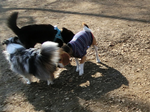 a0319693_17191860.jpg