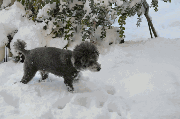 c0136736_18181485.gif