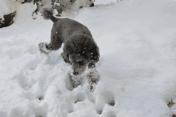 c0136736_18191181.gif