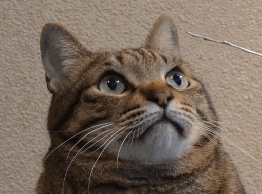 c0136736_18223911.gif