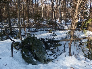 e0004756_20573095.jpg