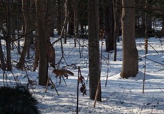 e0004756_2165457.jpg