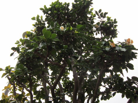 a0027290_21243314.jpg