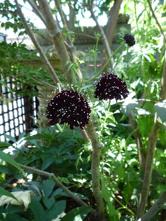 e0234004_20113885.jpg