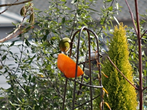 e0264374_12450400.jpg