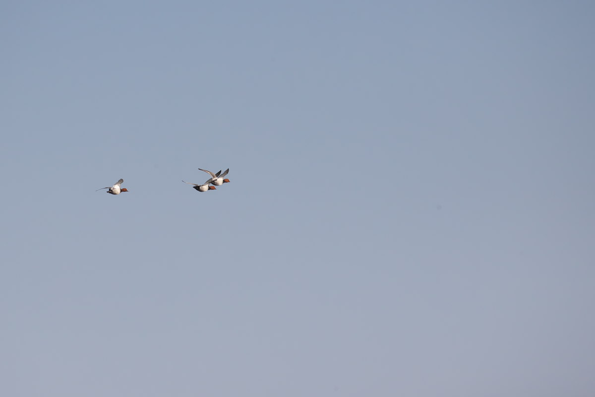 a0083081_2033171.jpg