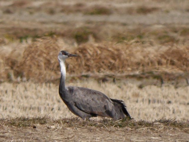 d0088184_22510956.jpg