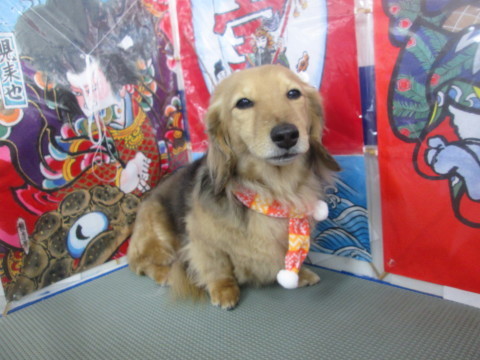 a0176220_15001868.jpg