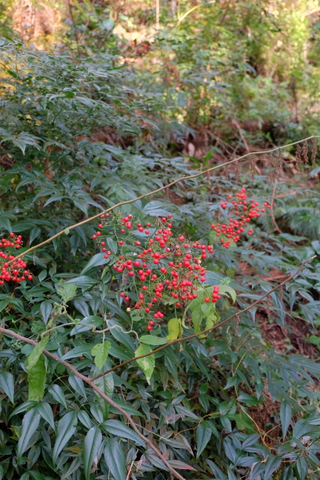 b0281732_12411943.jpg