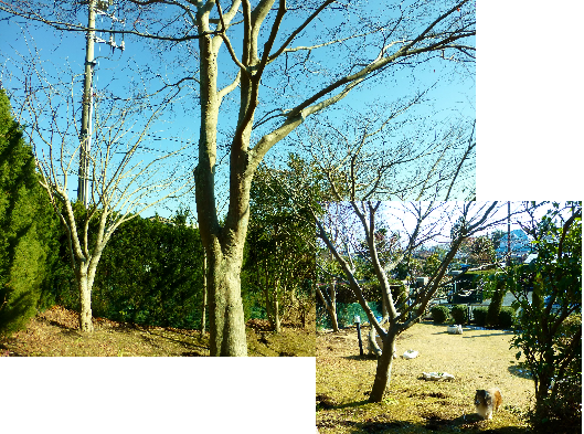 a0157174_19312238.png
