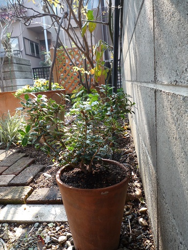e0234004_1838527.jpg