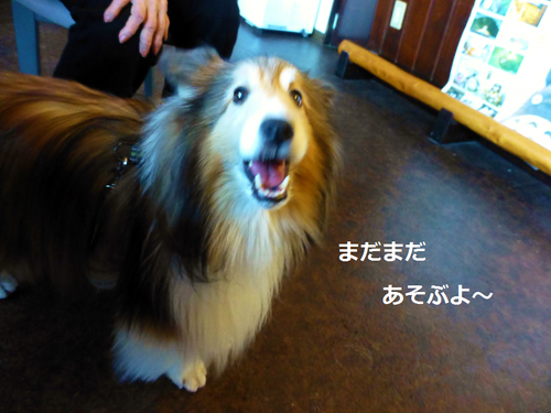 a0157174_21564868.png