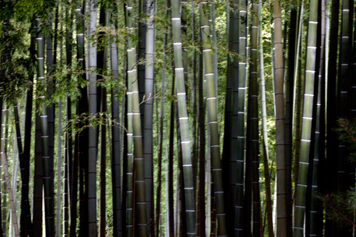 c0193289_22172560.gif