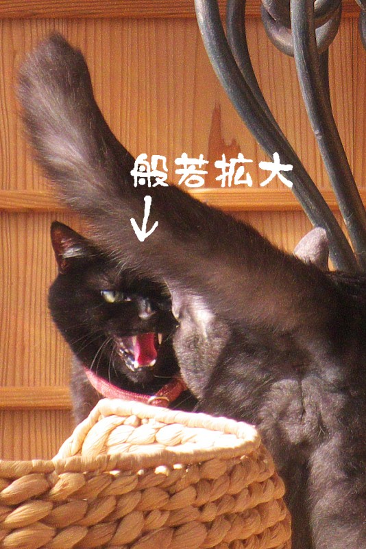 b0003512_1541251.jpg