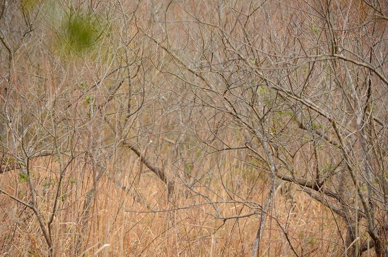b0288942_20474696.jpg