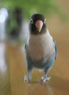 c0145250_16262641.gif