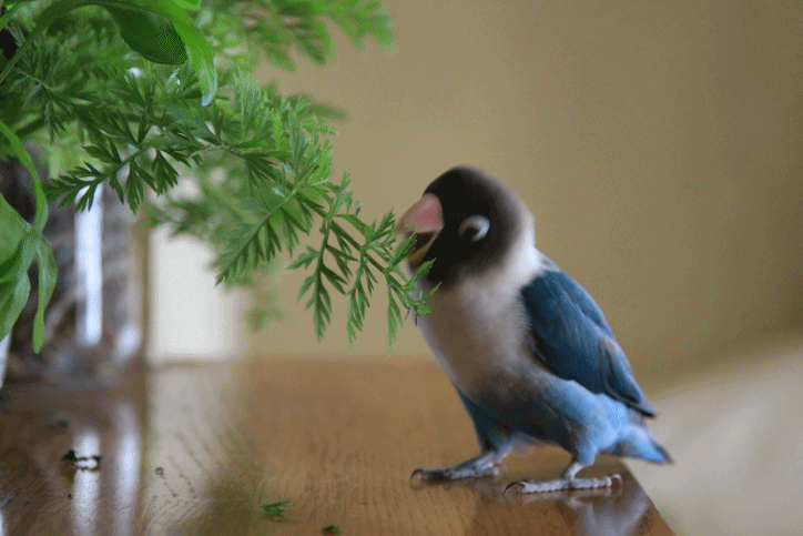 c0145250_166280.gif