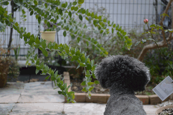 c0136736_17293371.gif