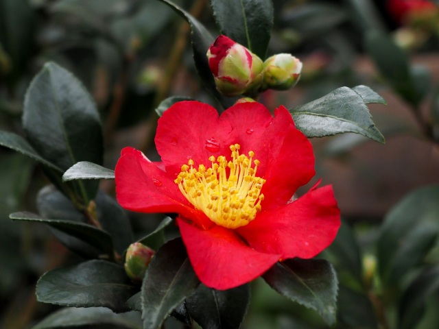 c0183777_15211454.jpg