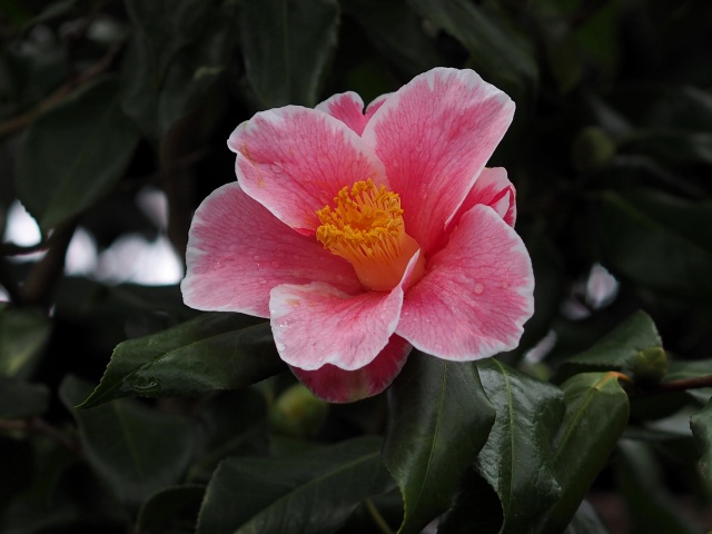 c0183777_15284753.jpg