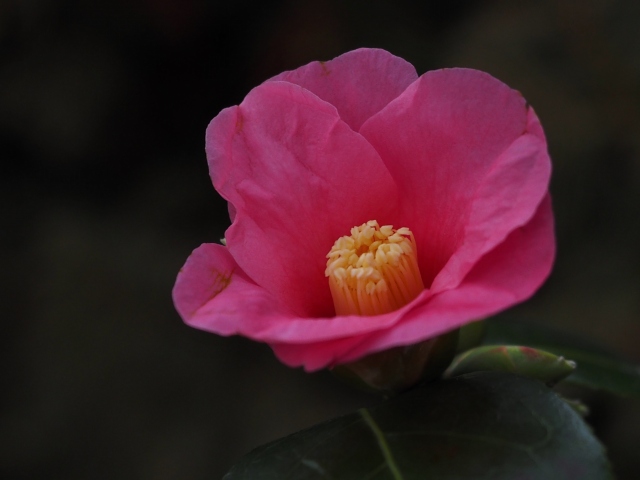 c0183777_15296100.jpg
