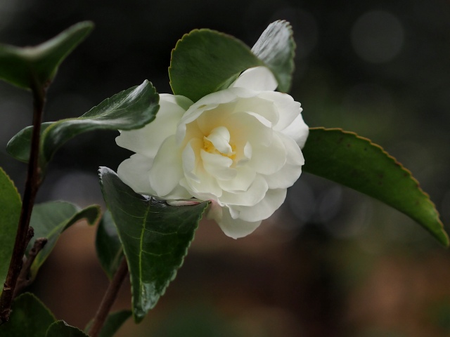 c0183777_1532655.jpg