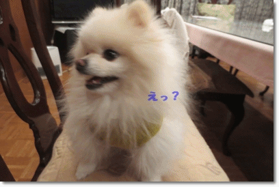 b0167519_1315328.gif