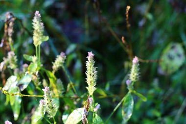 e0325038_1612464.jpg