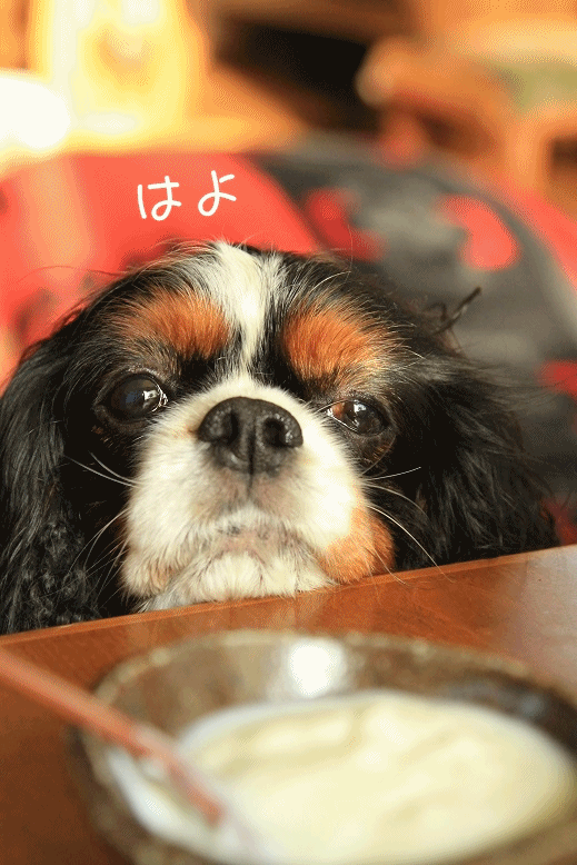 c0145250_178422.gif