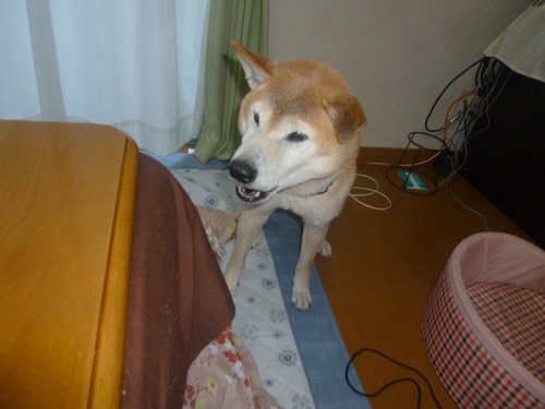c0123890_20504660.jpg