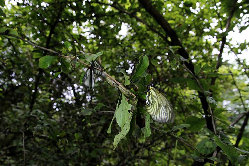 d0054625_15585674.jpg