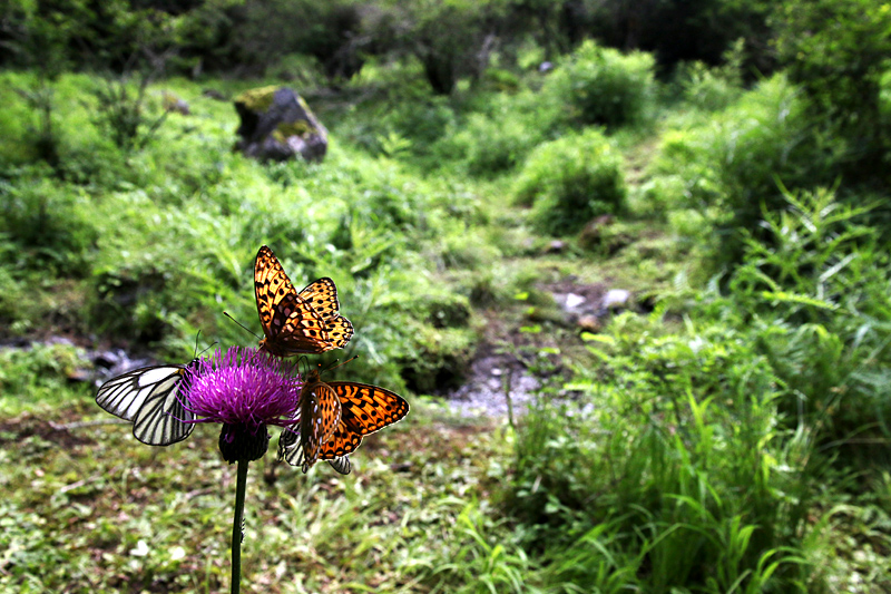 d0054625_1654409.jpg